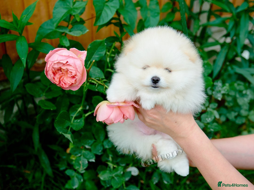 Pomeranian dogs for sale: Stunning Pomeranian puppies  - Advert 7