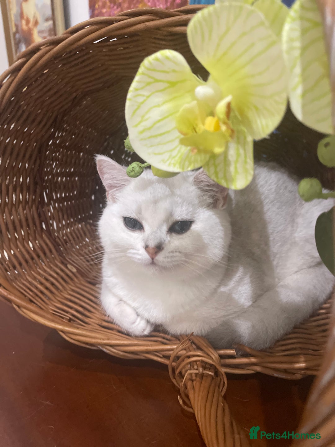 Scottish Fold cats for sale: Kittens 5  - Image 3