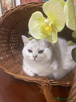 Scottish Fold cats - Advert 5