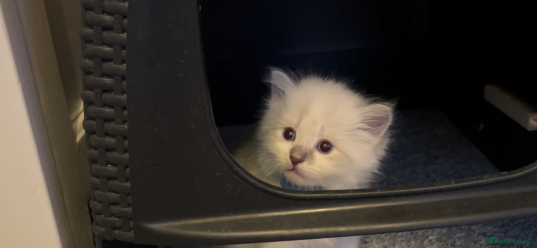 Siberian cats for sale: Gorgeous Siberian Kittens  - Image 13