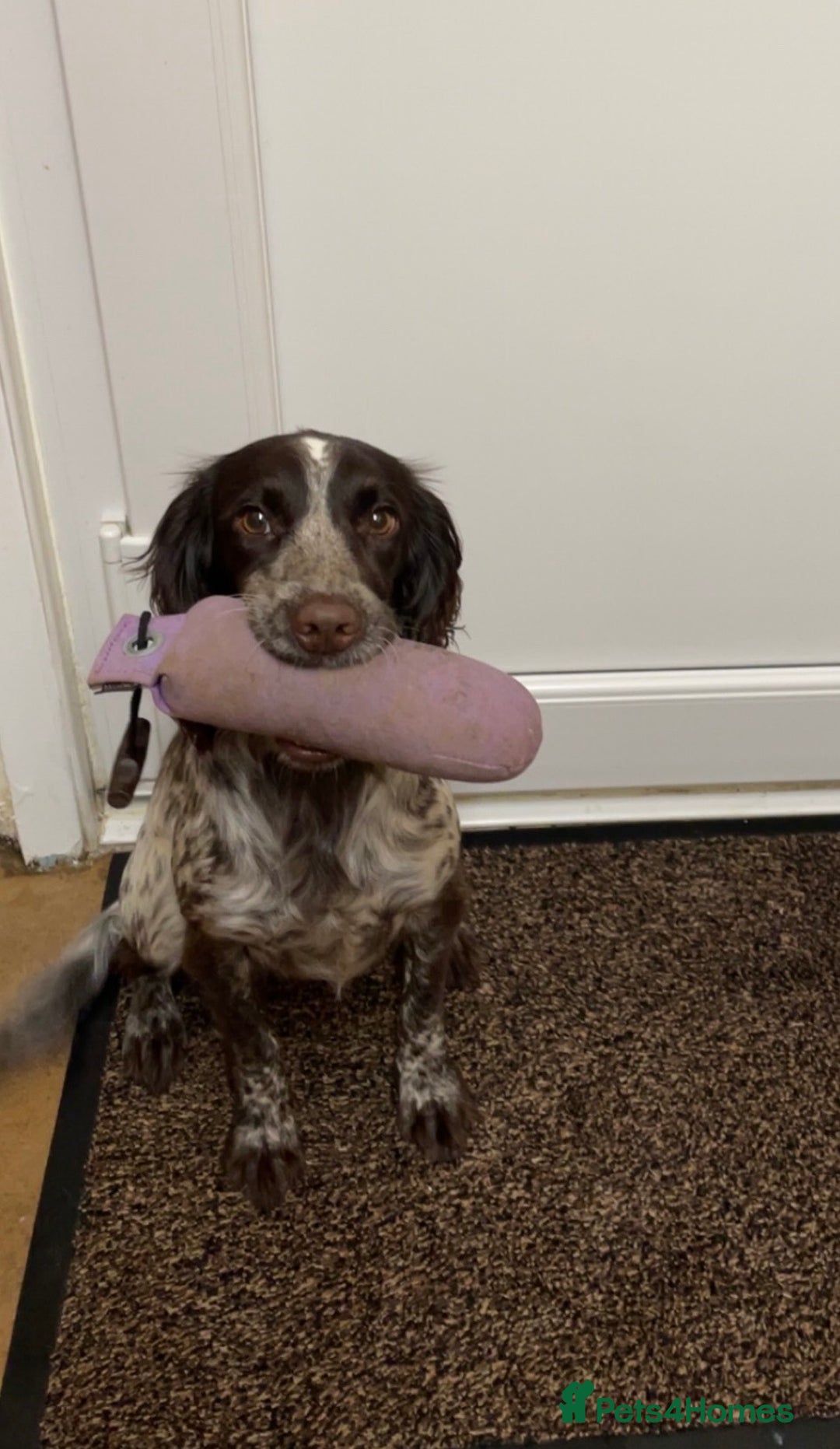 English Springer Spaniel dogs for sale: Willow springer spaniel  - Advert 2