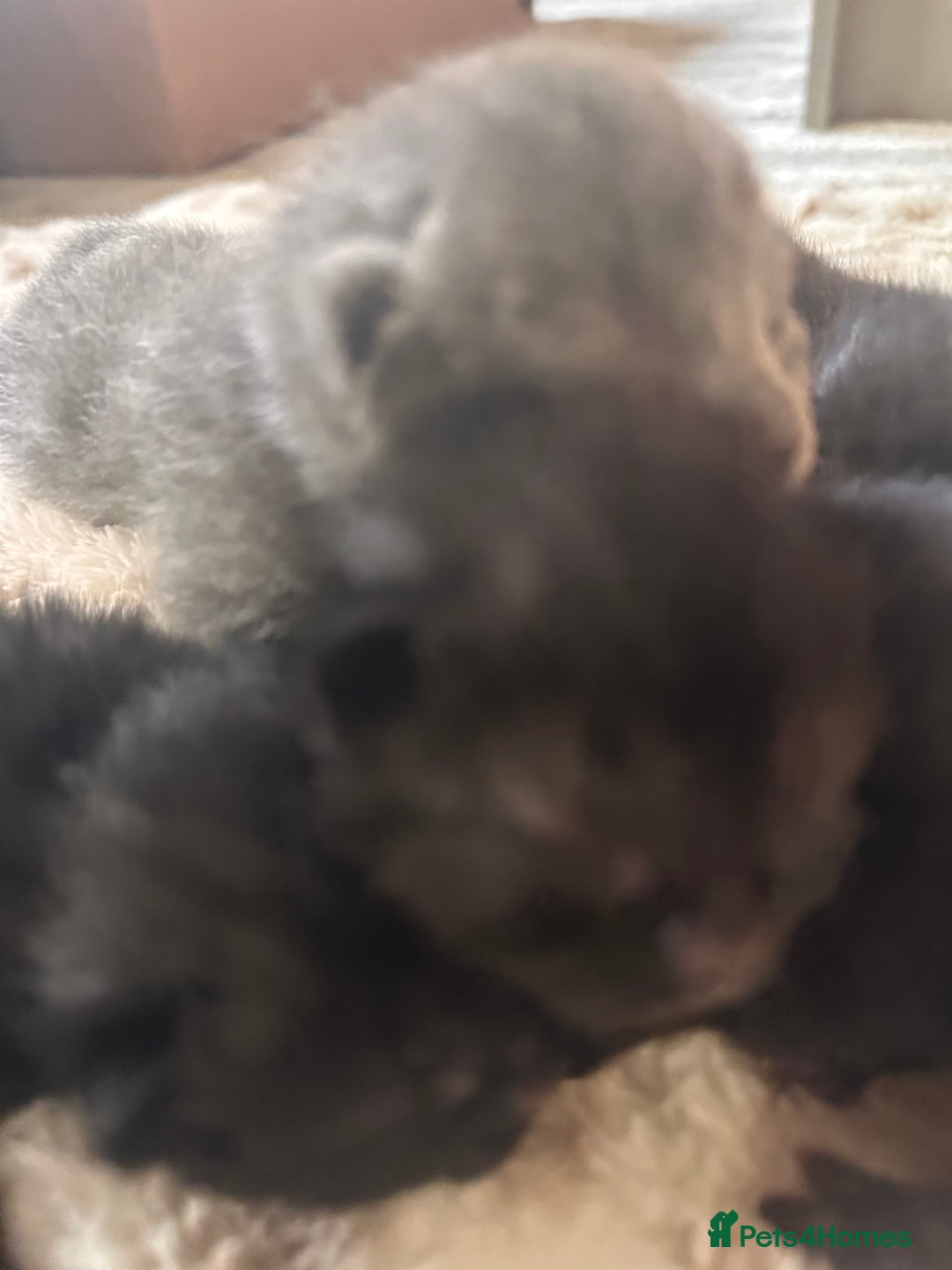 Scottish Fold cats for sale: Adorable Scottish Fold kittens, chocolate & Blue❤️ - Advert 3