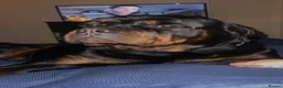 Rottweiler dogs for stud: Rottweiler for stud  - Advert 2