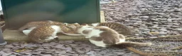 Mixed Breed cats for sale: 2 lively kittens for sale in Ilkeston - Advert 4
