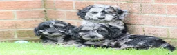 Cockapoo dogs for sale: F1 COCKAPOO PUPPIES FOR SALE - Advert 38