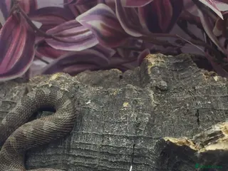Snake reptiles Baby western hognoses from £200 - Advert 10