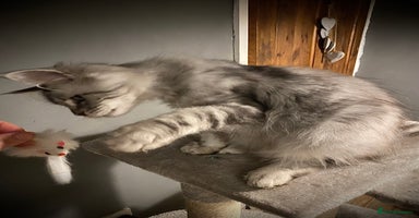 Maine Coon cats Gorgeous Silver Male Maine Coon  - Advert 4