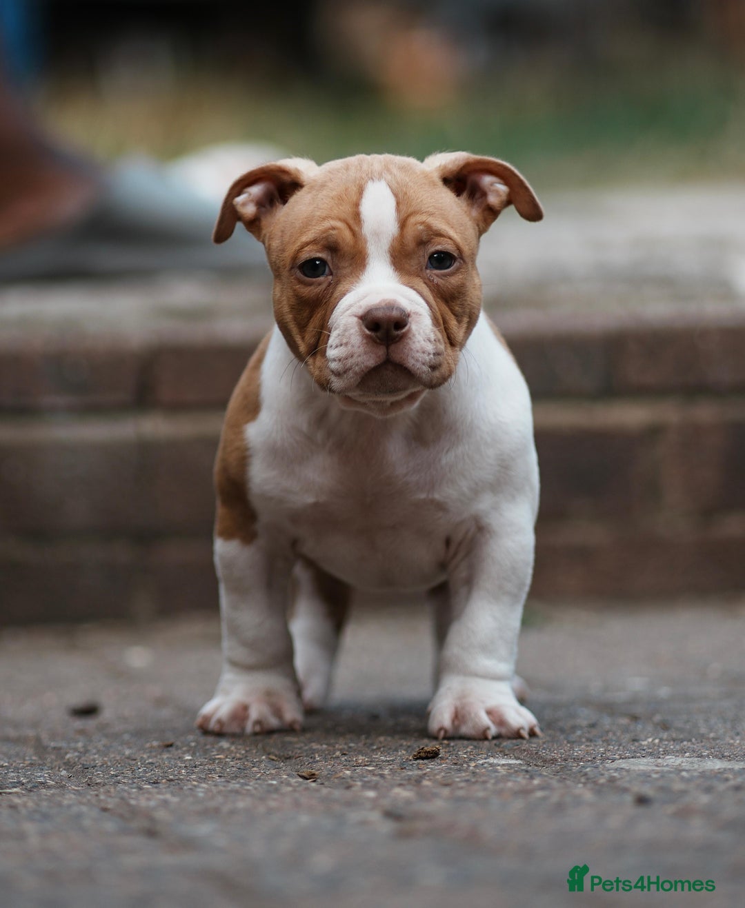 American Bully dogs for sale: Champion Bloodline American Pocket Bully Puppies - Image 15