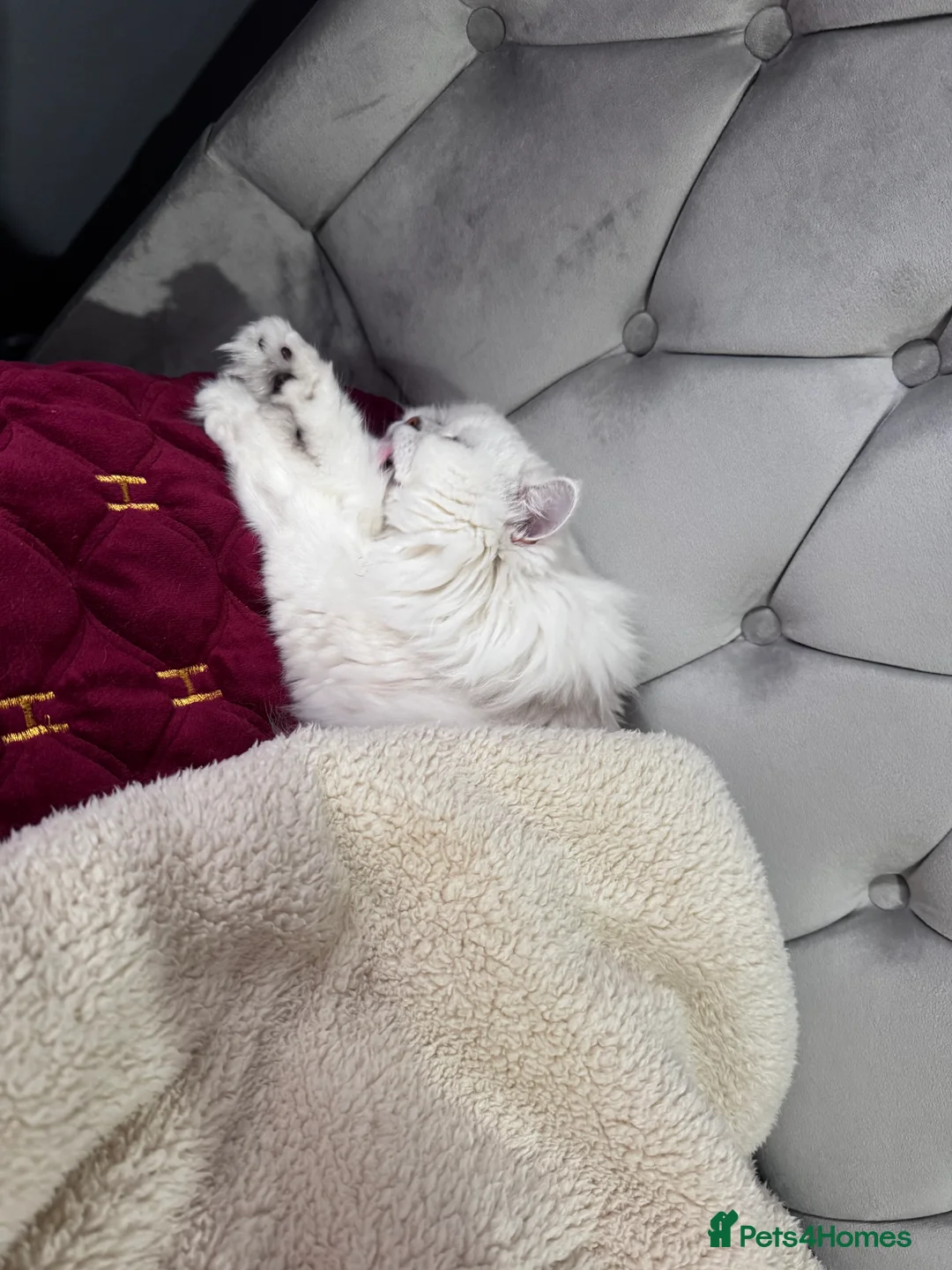 British Longhair cats for sale: Find new home for my lovely cat - Advert 5