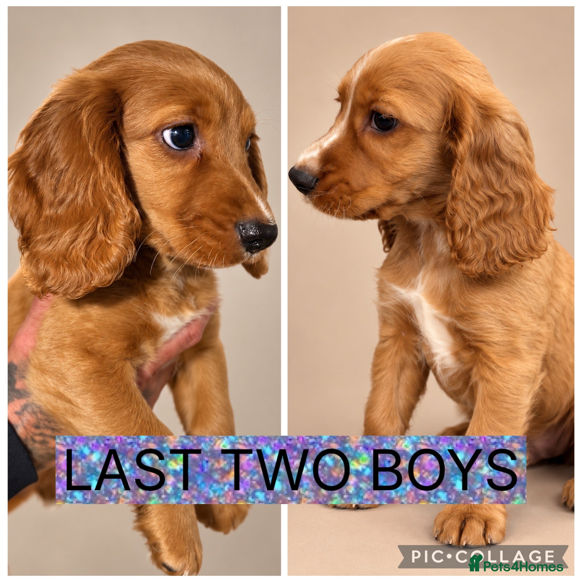 Cocker Spaniel dogs READY NOW ! WORKING COCKER SPANIEL PUPPIES - Advert 1