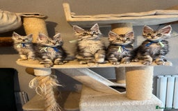 Maine Coon cats for sale: Stunning Maine Coon kittens  - Image 6