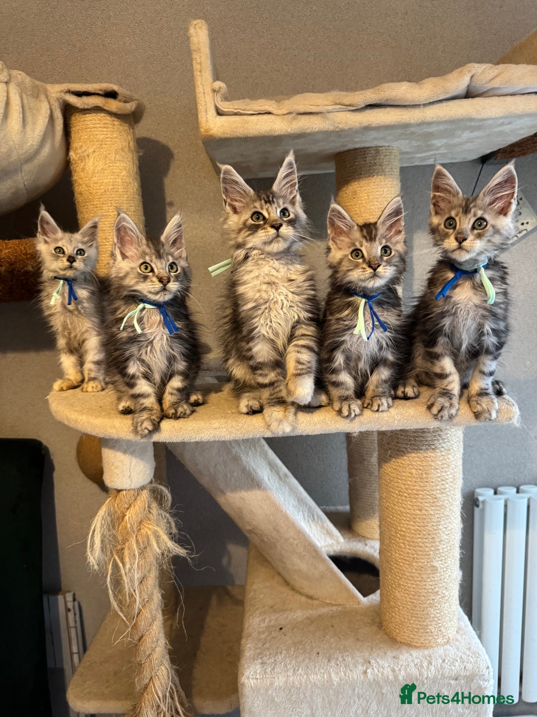 Maine Coon cats for sale: Stunning Maine Coon kittens  - Image 6
