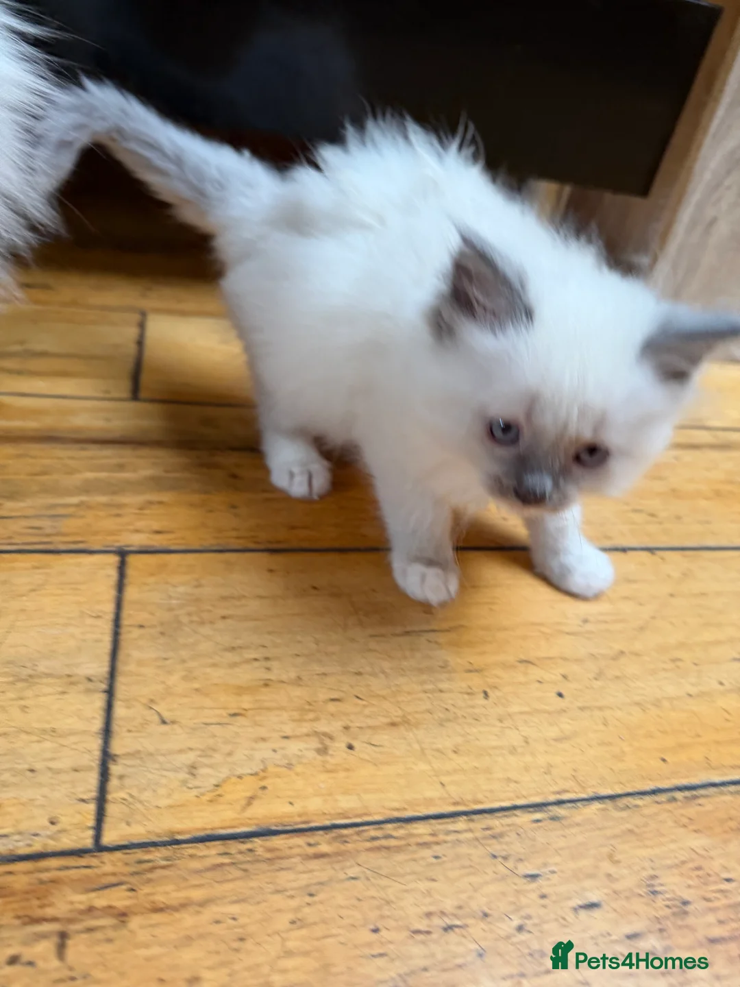 Ragdoll cats for sale: Beautiful Cuddly Purebred Kittens in Great Yarmouth - Advert 9