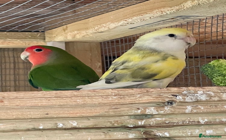 Lovebirds birds - Advert 1