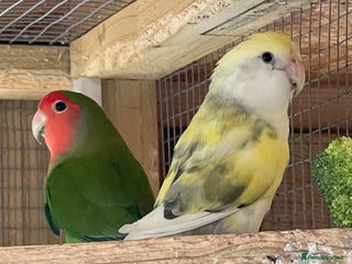 Lovebirds birds - Advert 17