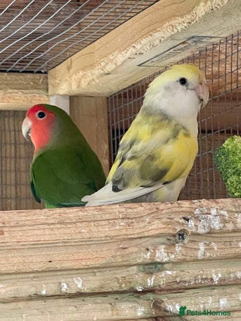 Lovebirds birds - Advert 1