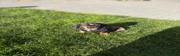 Miniature Dachshund dogs for sale: Miniature dash for sale  - Advert 4