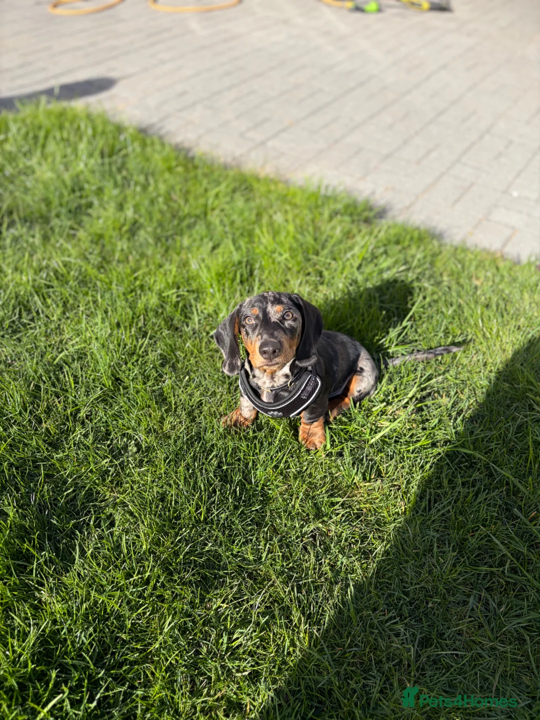 Miniature Dachshund dogs for sale: Miniature dash for sale  - Advert 4