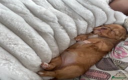 Chihuahua dogs for sale: Chihuahua Merle Puppies  - Image 7