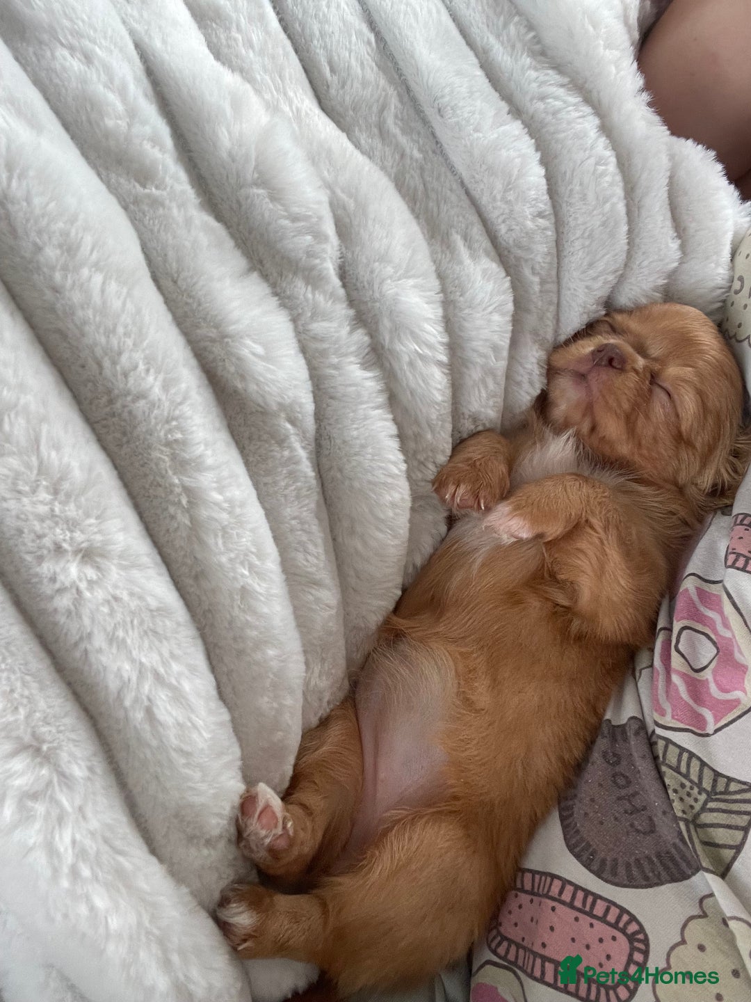 Chihuahua dogs for sale: Chihuahua Merle Puppies  - Image 7