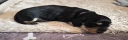 Miniature Dachshund dogs for sale: Kc reg miniature daschund puppies  - Advert 14