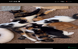 Mixed Breed cats for sale: 5 mixed breed kittens for sale - Image 10