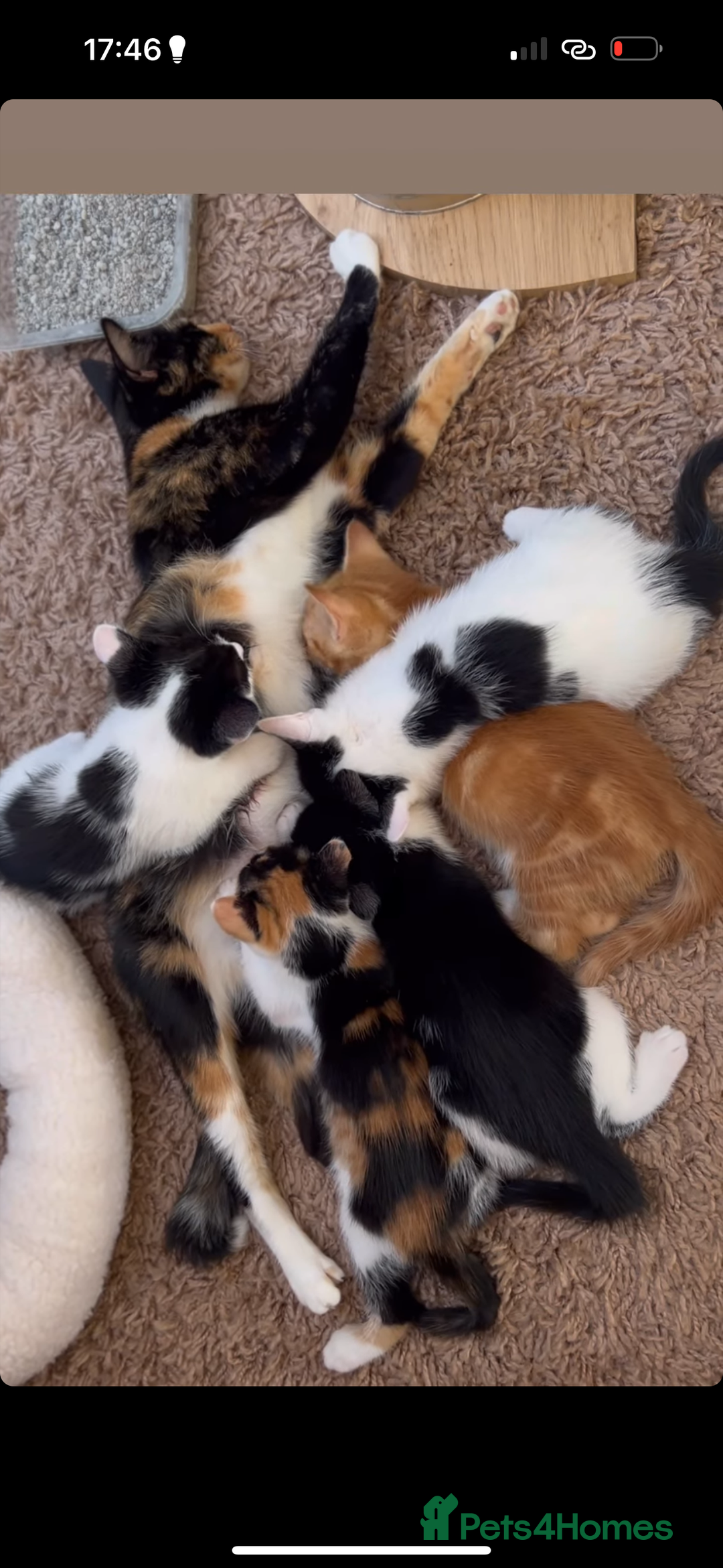 Mixed Breed cats for sale: 5 mixed breed kittens for sale - Image 10