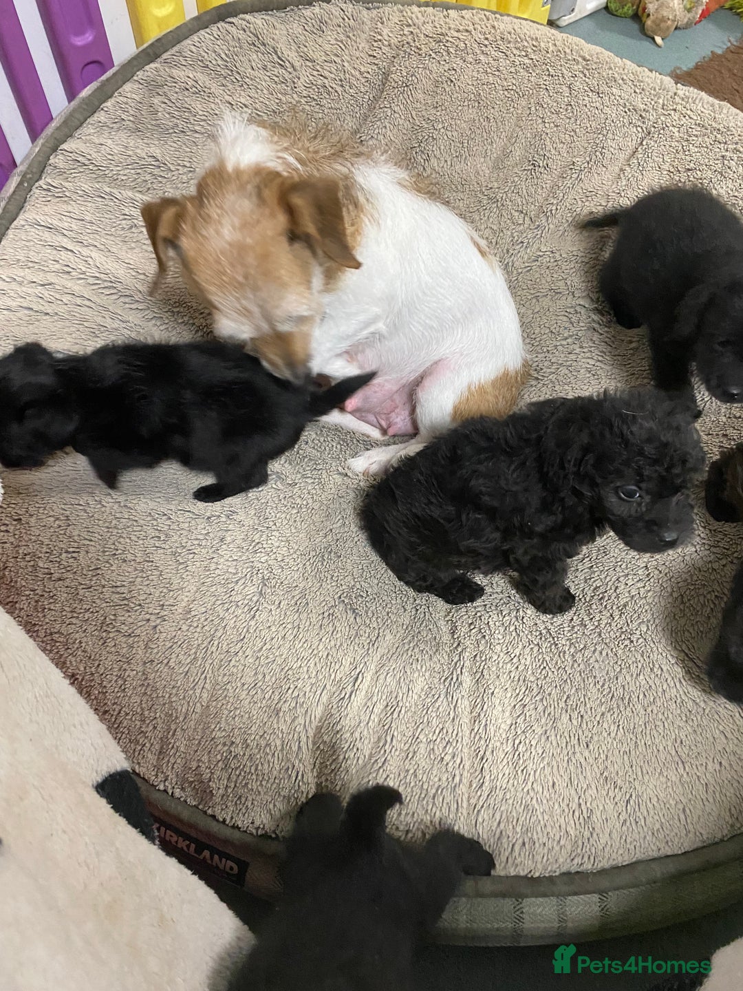 Jackapoo dogs for sale: Adorable Jackapoo Puppies  - Advert 1