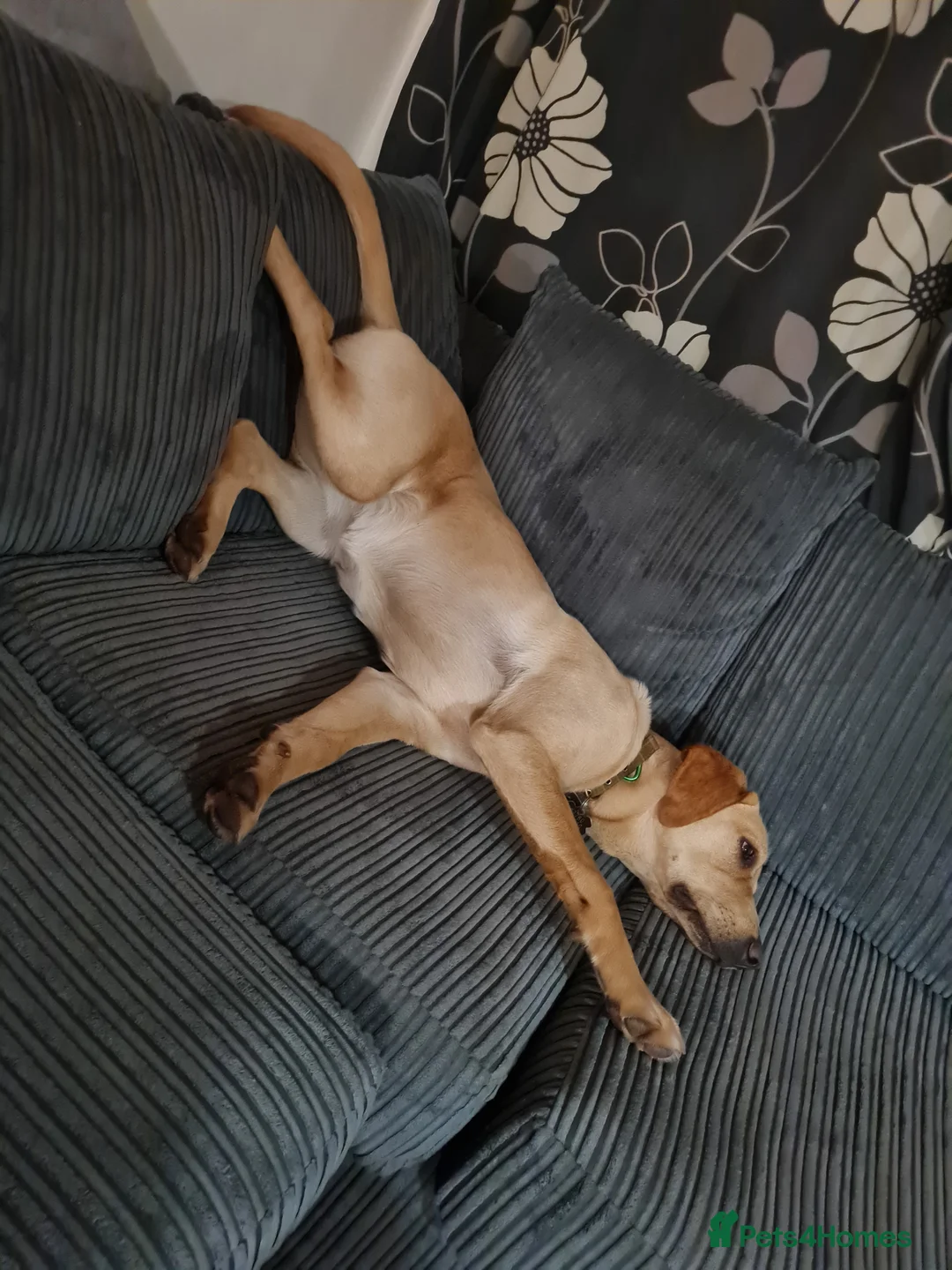 Labrador Retriever dogs for sale: Shandy Nala in Diss - Advert 2