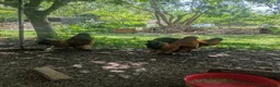 Chickens poultry for sale: 3 Cockerels Looking For New Flocks - Advert 4