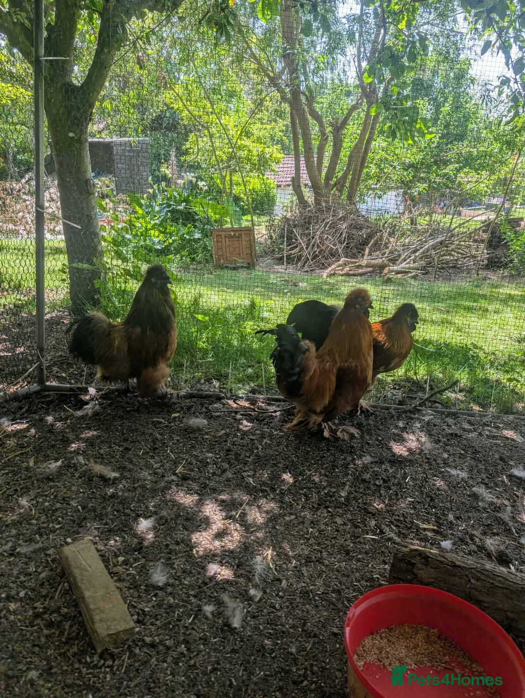 Chickens poultry for sale: 3 Cockerels Looking For New Flocks - Advert 4