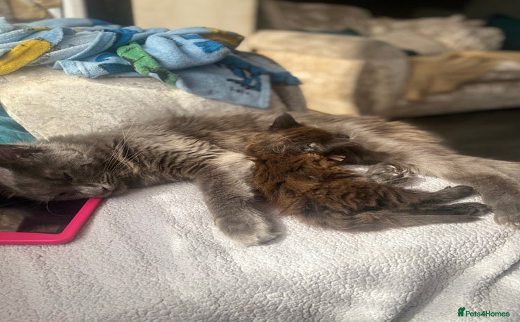 Maine Coon cats - Advert 14