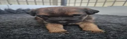 Border Terrier dogs for sale: Border Terrier Puppies for sale  - Advert 2