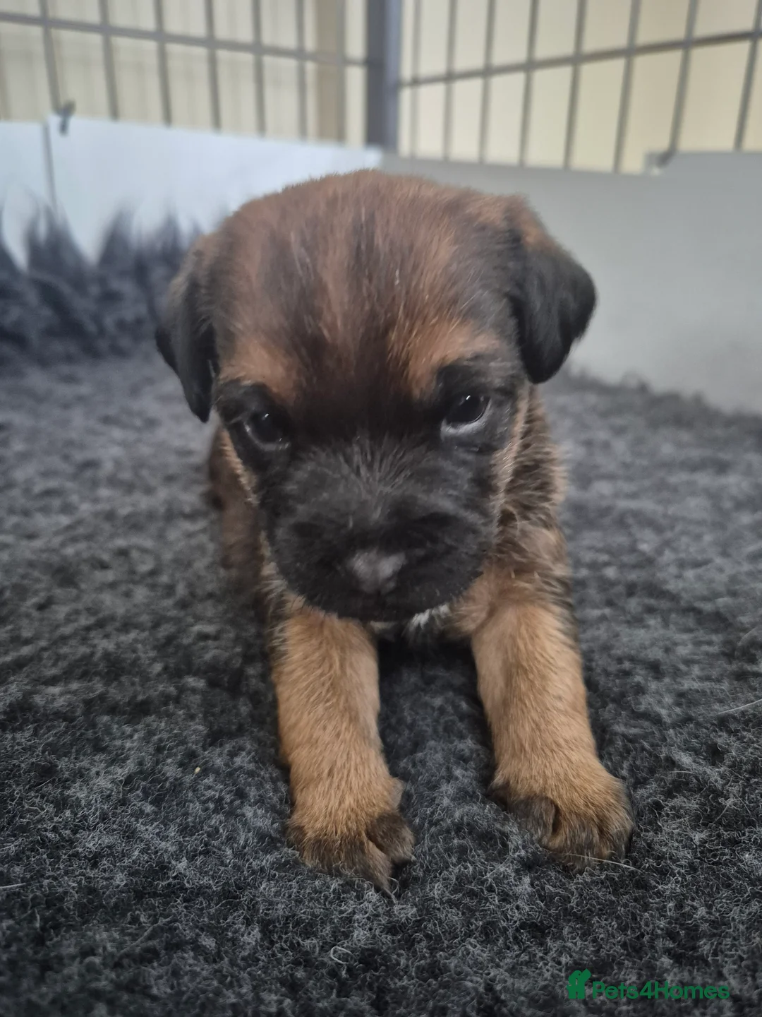 Border Terrier dogs for sale: Border Terrier Puppies for sale  - Advert 2