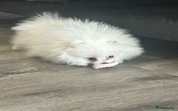Pomeranian dogs for sale: Tiny Pomeranian Girl Puppy READY NOW - Image 22