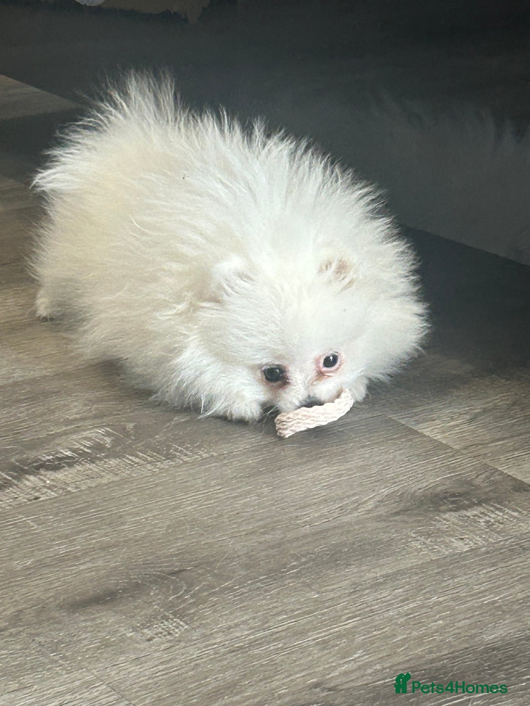 Pomeranian dogs for sale: Tiny Pomeranian Girl Puppy READY NOW - Image 22