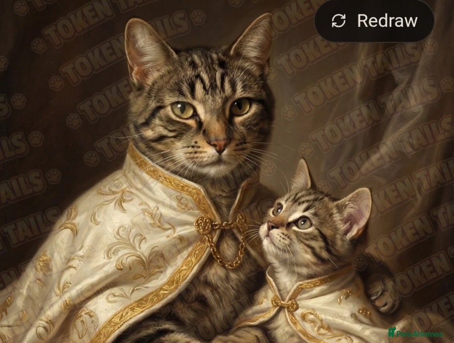 Bengal cats Bengal boy crosd - Advert 2