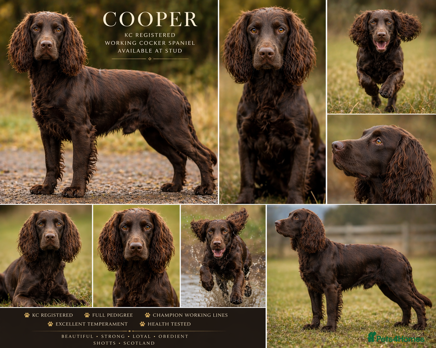 Cocker Spaniel dogs KC Registered Liver Working Cocker Spaniel Stud - Advert 5