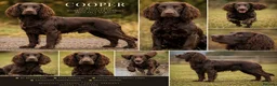 Cocker Spaniel dogs for stud: KC Registered Liver Working Cocker Spaniel Stud in Shotts - Advert 1