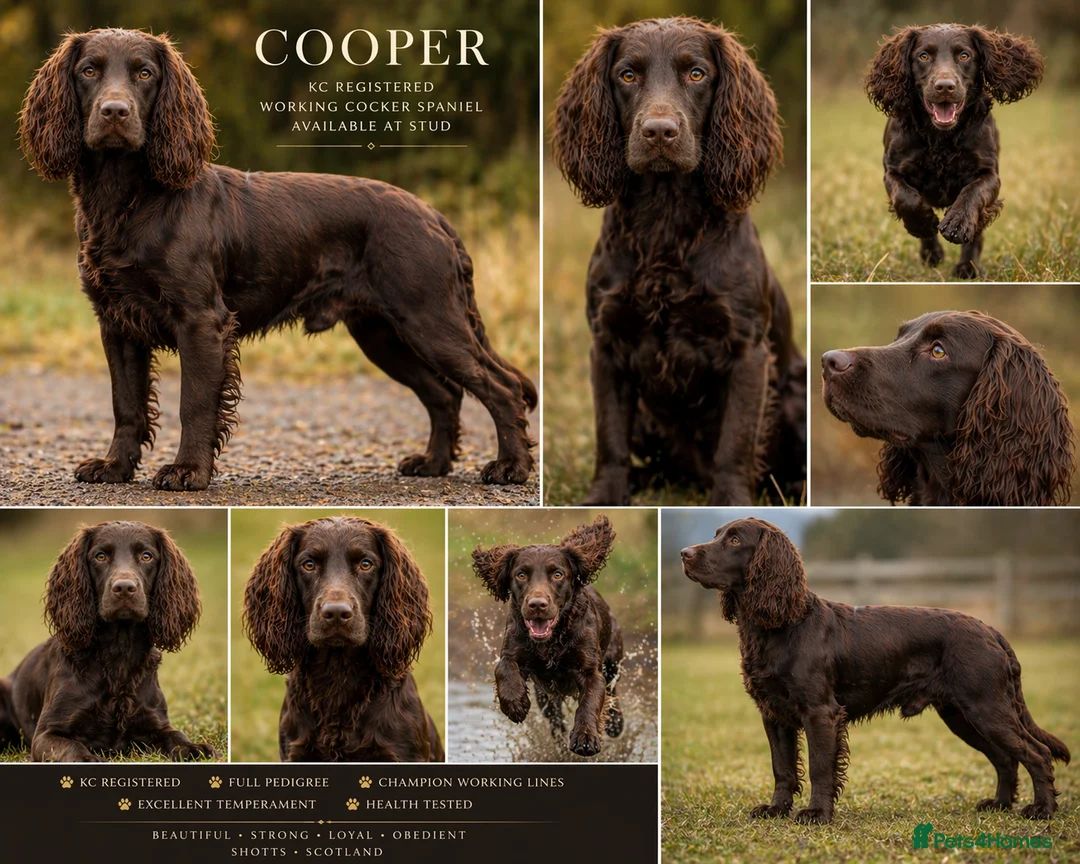 Cocker Spaniel dogs for stud: KC Registered Liver Working Cocker Spaniel Stud in Shotts - Advert 1