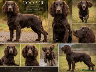 Cocker Spaniel dogs KC Registered Liver Working Cocker Spaniel Stud - Advert 5