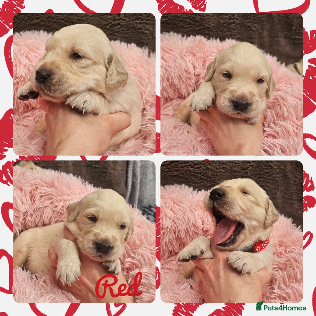 Golden Retriever dogs for sale: 9 KC registered, from imported lines puppies  - Image 25