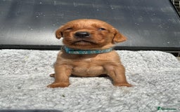 Labrador Retriever dogs for sale: Fox red labrador puppies  - Image 6