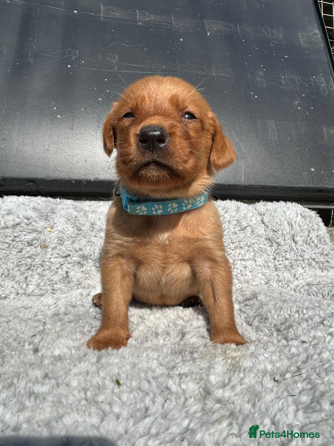Labrador Retriever dogs for sale: Fox red labrador puppies  - Image 6