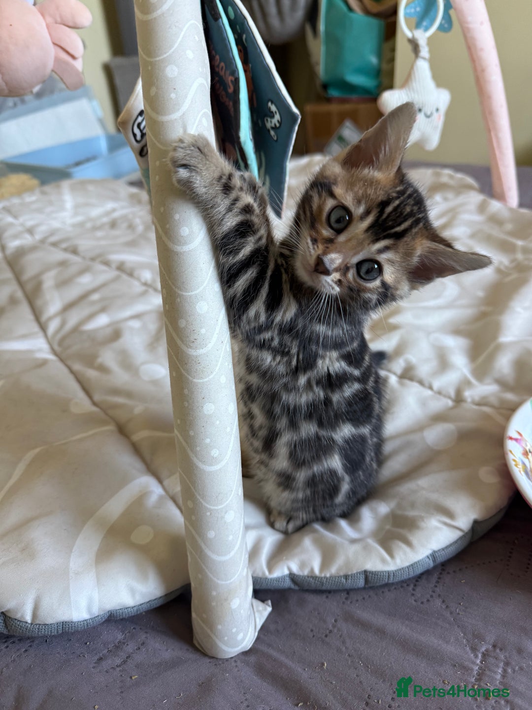 Bengal cats for sale: Stunning 🐾 Pedigree Bengal Kittens 🐆 TICA Reg - Advert 4