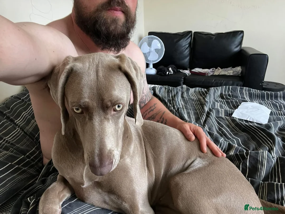 Weimaraner dogs for sale: Hallie  - Advert 15