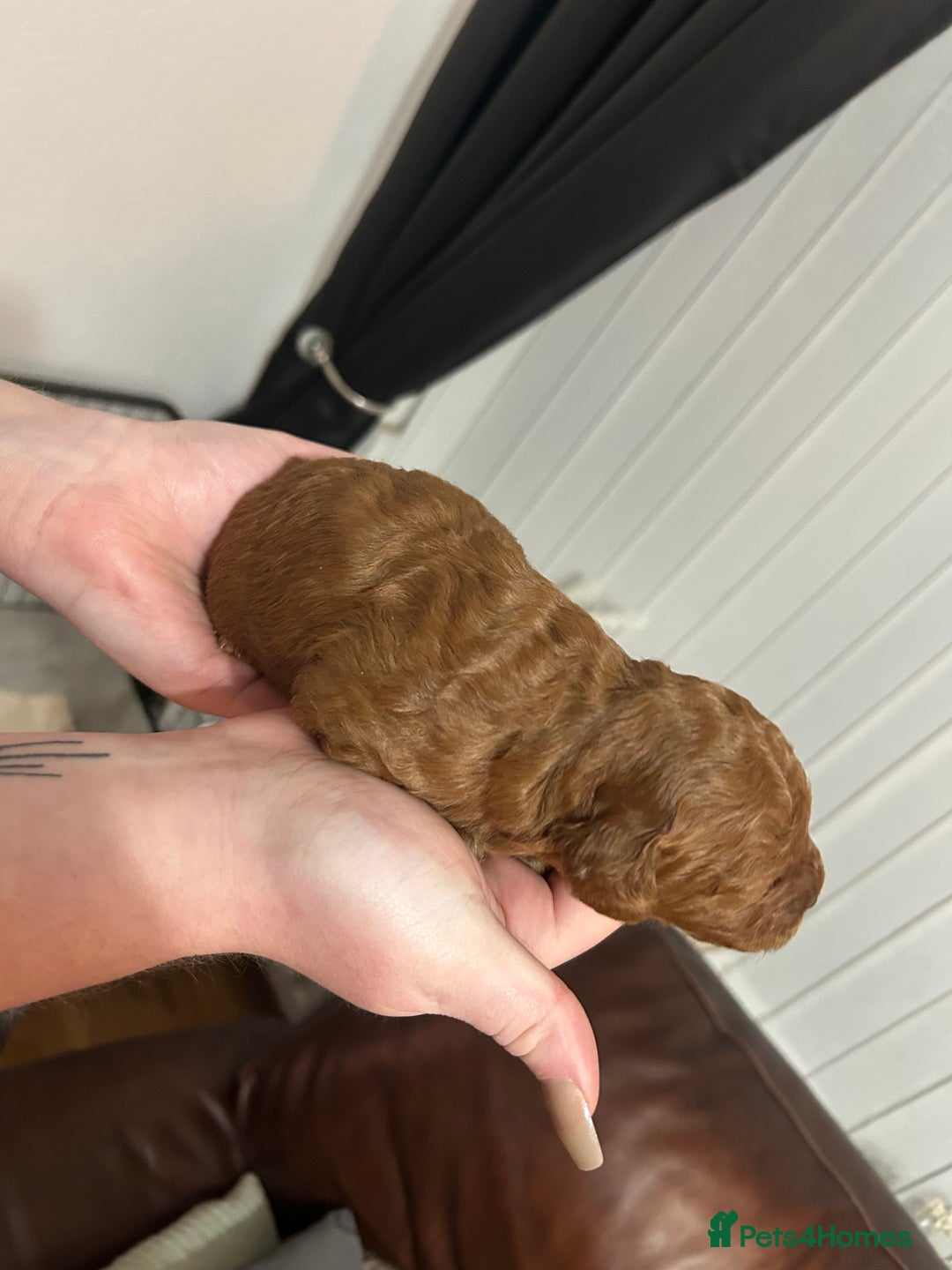 Cavapoochon dogs for sale: Cavapoo puppies  - Advert 3