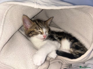 British Shorthair cats - Advert 9