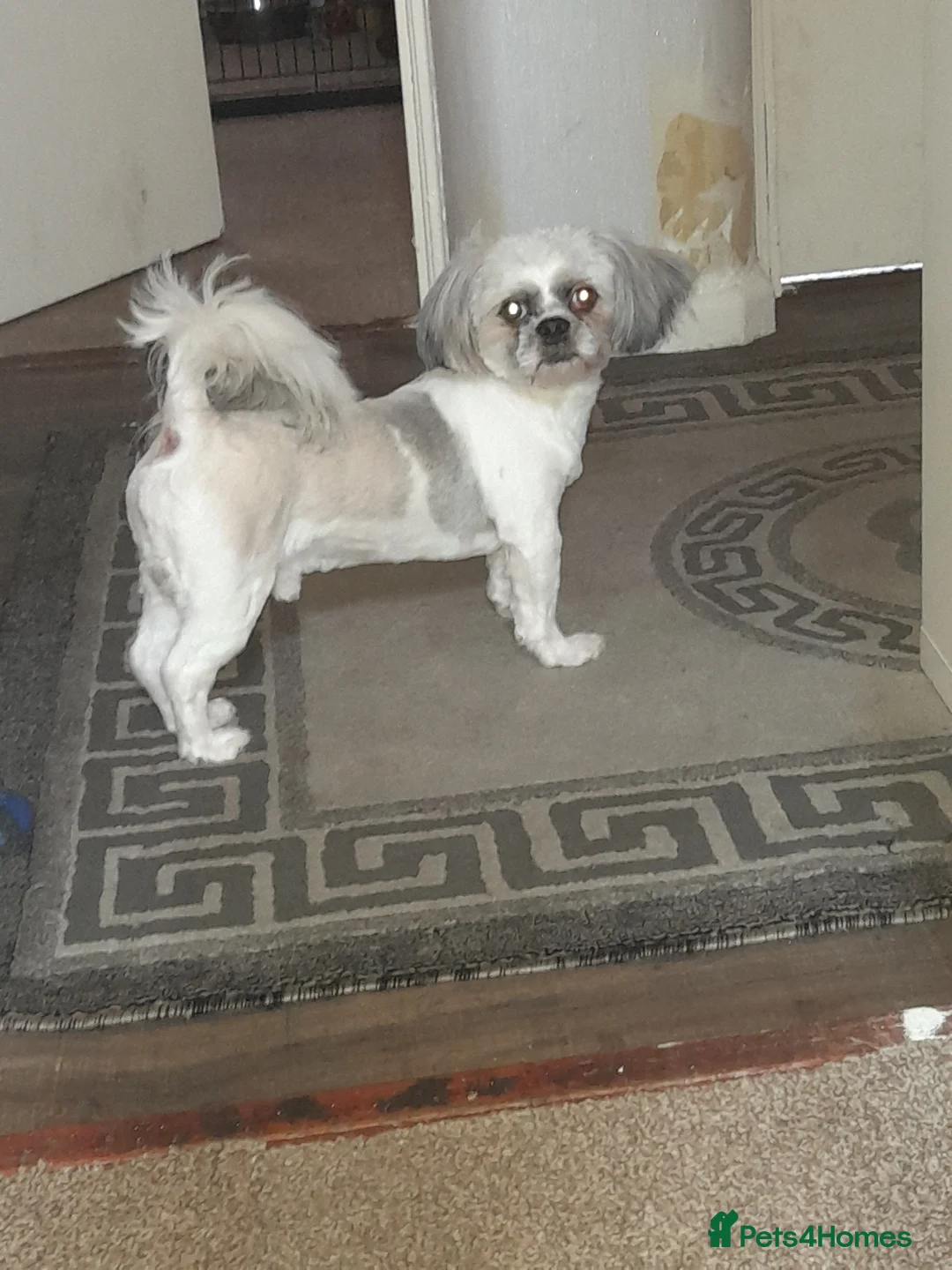 Shih Tzu dogs for stud: Shih tzu stud in Tipton - Advert 7