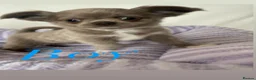 Chihuahua dogs for sale: Longhair chihuahua puppies Russian blood lines - Advert 13